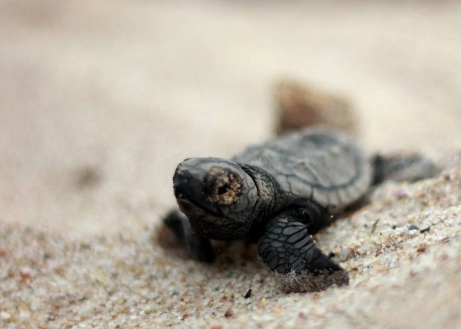 Tartarugas marinhas é uma das espécies declaradas patrimônio natural do PI (Foto: Gustavo Pereira)