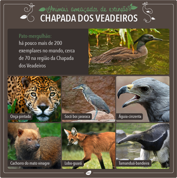 animais-chapada-02