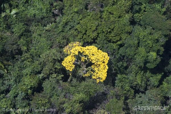 Ipê florido no meio da floresta Amazônica.