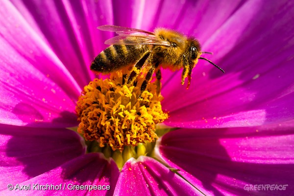 © Axel Kirchhof / Greenpeace