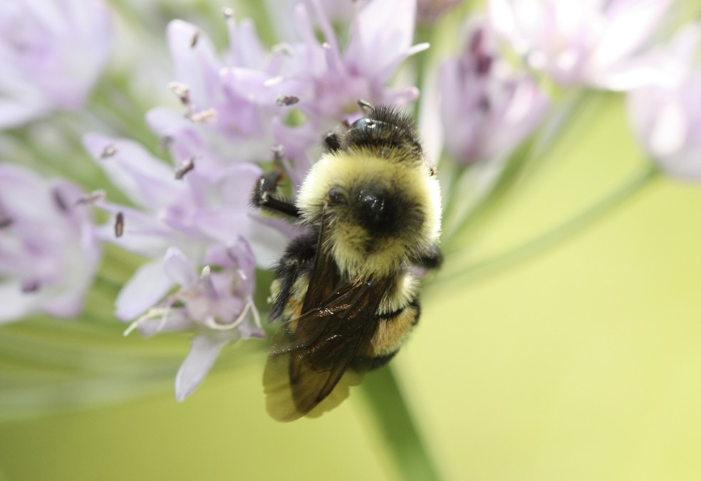 Indíviduo da espécie Bombus affinis em Minnesota, nos Estados Unidos (Foto: Sarina Jepsen/The Xerces Society via AP)