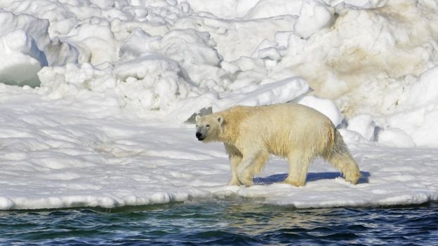 Geleiras do Ártico tiveram derretimento recorde em 2016; mudanças climáticas devem causar mais consequências neste ano
