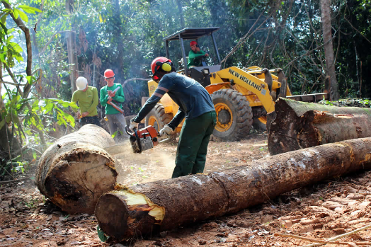 Extração de madeira no Pará (Foto: Frederico Brandão/WWF)