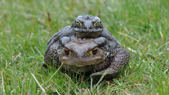 Anfíbios de espécies diferentes cruzam entre si como resultado de mudanças ambientais.