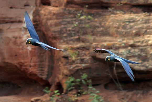 Após ser apreendida, a ave ficou em um zoológico em Buenos Aires até o final do julgamento do crime ambiental pela justiça argentinaFabio Nunes;CEMAV